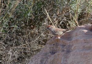 rufous-crowned-sparrow.jpg