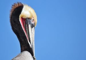 brown-pelican.jpg