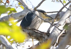 black-crowned-night-heron.jpg