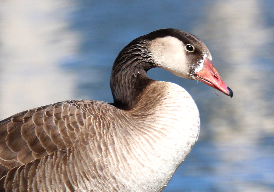 Hybrid Geese Grayleg x Canada Goose Hybrid Tim Avery Photos Utah Birds, Utah