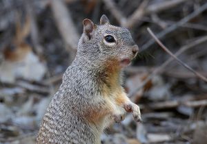 rock-squirrel.jpg