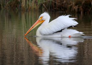 american-white-pelican_3.jpg