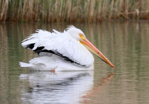american-white-pelican_4.jpg