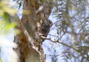 nuttalls-woodpecker.jpg