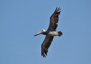 brown-pelican.jpg