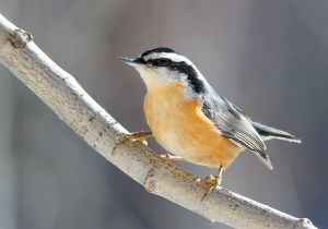 red-breasted-nuthatch.jpg