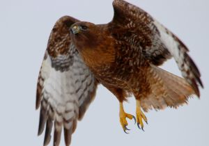 red-tailed-hawk_1.jpg
