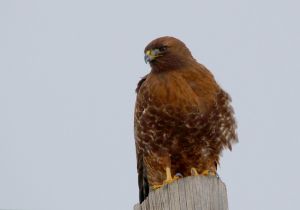 red-tailed-hawk_3.jpg
