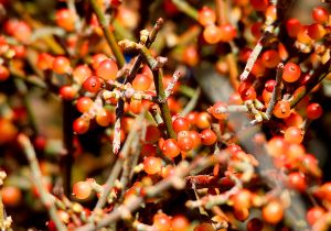 mistletoe-berries.jpg