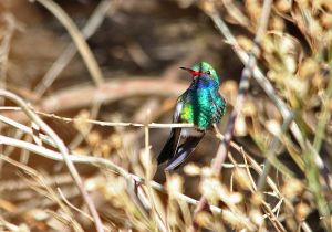 broad-billed-hummingbird_1.jpg