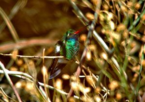 broad-billed-hummingbird_2.jpg