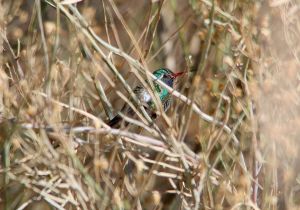 broad-billed-hummingbird_4.jpg