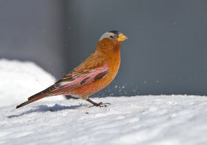 gray-crowned-rosy-finch_3.jpg