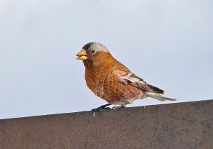 gray-crowned-rosy-finch_4.jpg