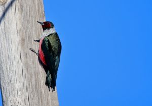lewiss-woodpecker_4.jpg