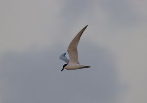 gull-billed-tern_1.jpg
