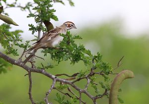 lark-sparrow.jpg
