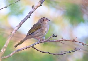 olive-sparrow_2.jpg