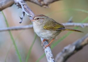 olive-sparrow_3.jpg