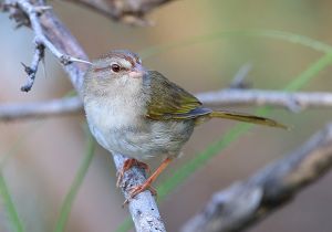 olive-sparrow_4.jpg