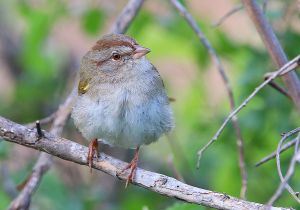 olive-sparrow_6.jpg