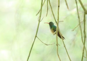 buff-bellied-hummingbird.jpg