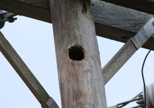 elf-owl-nest-cavity.jpg