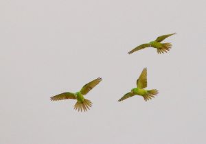 green-parakeet_0.jpg