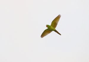 green-parakeet_1.jpg