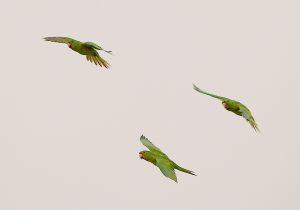 green-parakeet_2.jpg