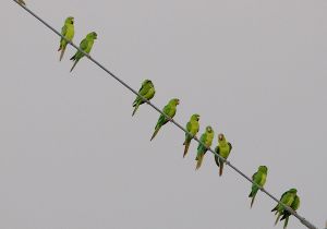 green-parakeet_3.jpg