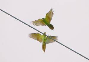 green-parakeet_4.jpg