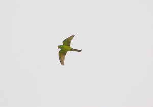 green-parakeet_7.jpg