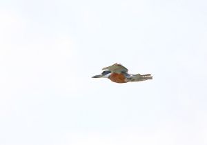 ringed-kingfisher_1.jpg