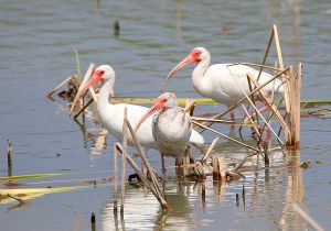 white-ibis_3.jpg