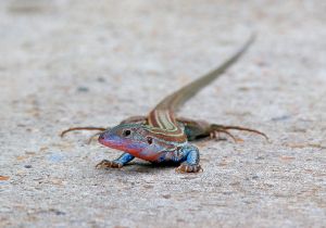 texas-spotted-whiptail.jpg