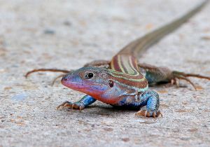 texas-spotted-whiptail_2.jpg