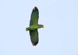 lilac-crowned-parrot_1.jpg