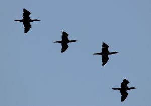neotropic-cormorant.jpg