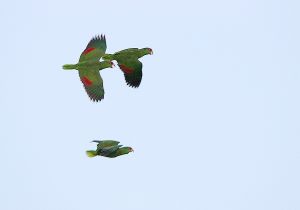 parrots_1.jpg