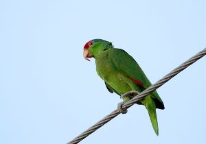 red-crowned-parrot_1.jpg