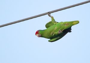red-crowned-parrot_8.jpg