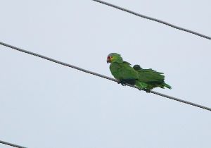 red-lored-parrot_2.jpg