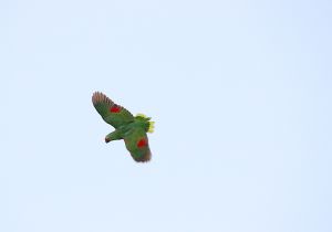 red-lored-parrot_4.jpg