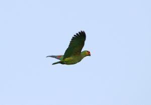 red-lored-parrot_5.jpg
