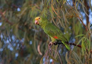 yellow-headed-parrot_1.jpg