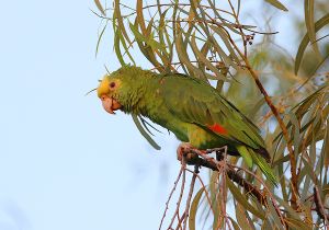 yellow-headed-parrot_2.jpg
