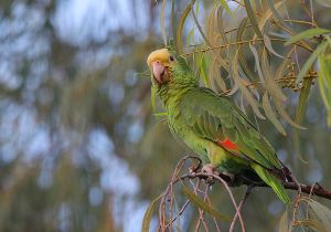 yellow-headed-parrot_3.jpg