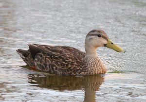 mottled-duck_1.jpg