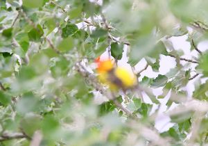 blurred-tanager.jpg